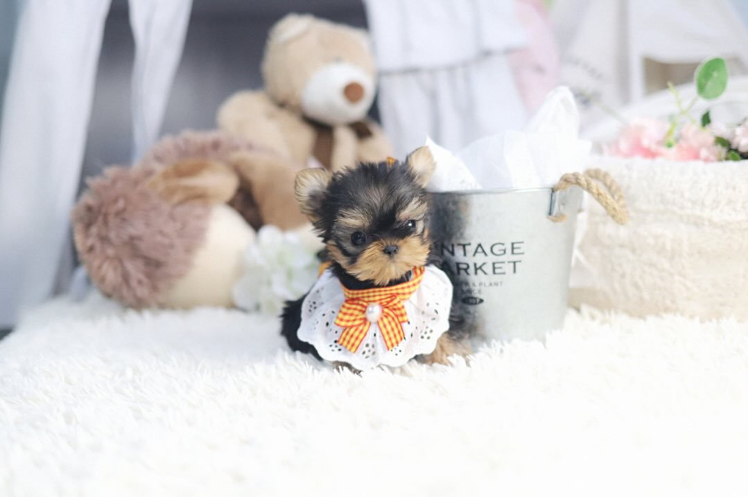 Teacup Yorkie Puppies for Sale up to $400 | Premier teacup Puppies