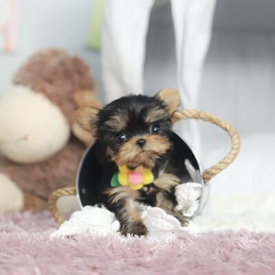 Miniature Teacup Yorkie Puppies for Sale | Premium Teacup Pups