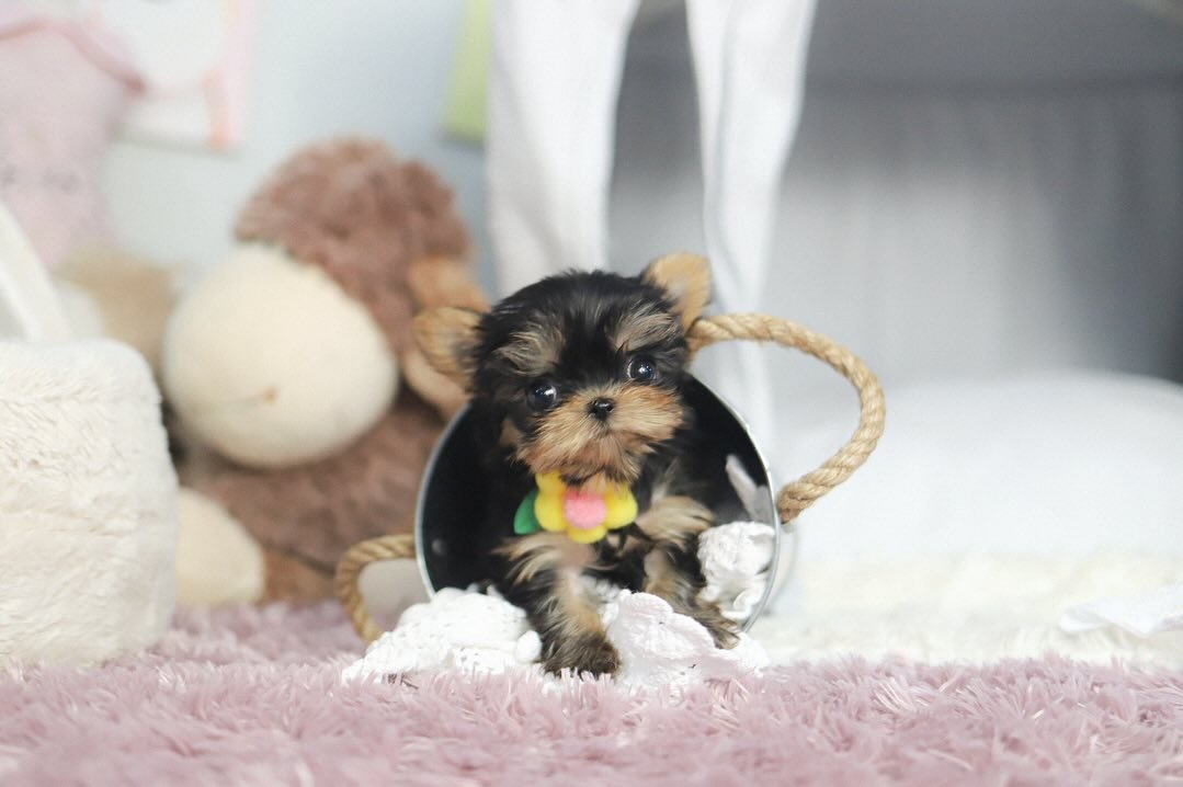 Miniature Teacup Yorkie Puppies for Sale | Premium Teacup Pups