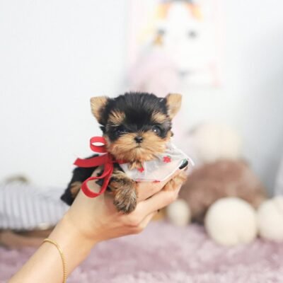 Teacup Yorkie Puppies for Sale | Premier teacup Puppies