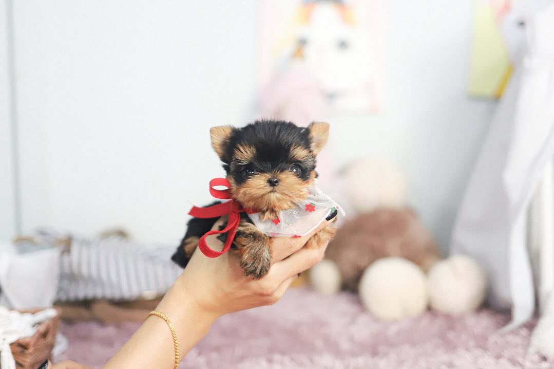 Teacup Yorkie Puppies for Sale | Premier teacup Puppies