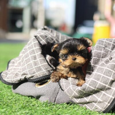 Yorkie Puppies for Sale in Alabama | Premier teacup Puppies