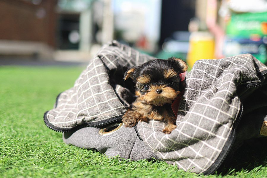 Yorkie Puppies for Sale in Alabama | Premier teacup Puppies