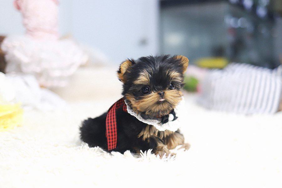 Yorkie Puppies for Adoption | Premier teacup Puppies