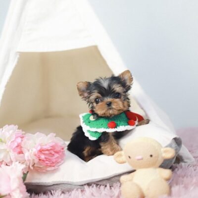 Yorkie Puppies for Sale in Ohio | Premier teacup Puppies