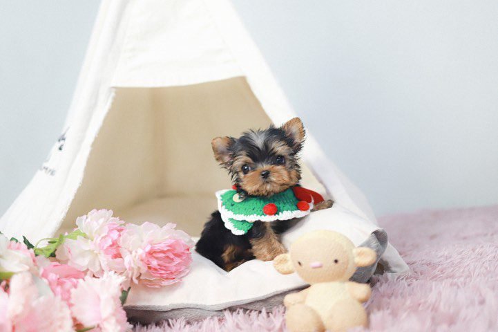 Yorkie Puppies for Sale in Ohio | Premier teacup Puppies