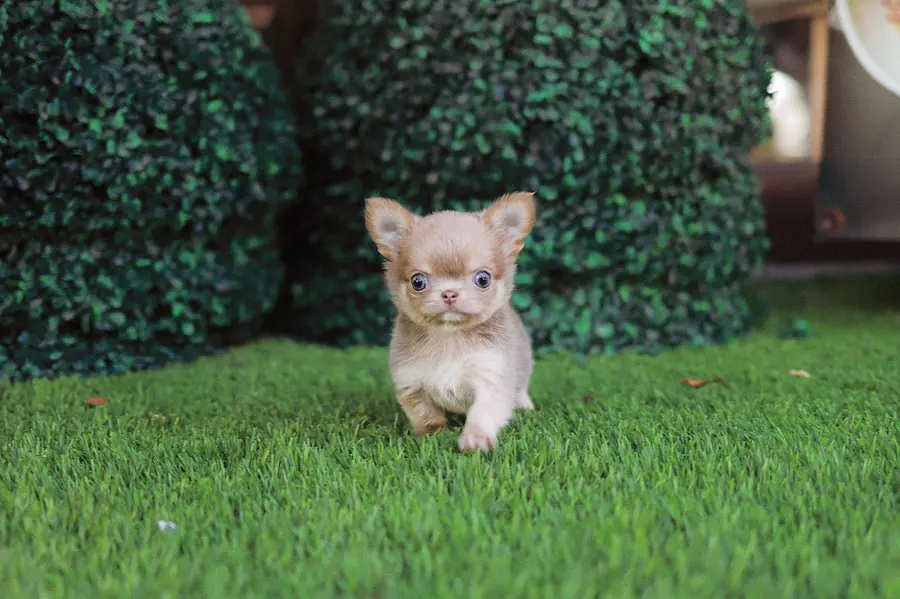 Hairless Chihuahua for Sale - Premier teacup Puppies