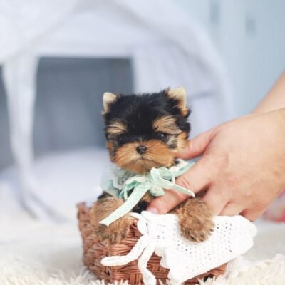 Yorkie Puppies Near Me for Sale | Premier teacup Puppies