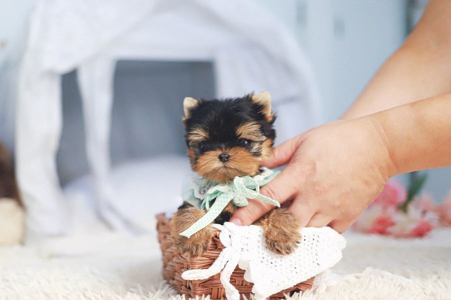Yorkie Puppies Near Me for Sale | Premier teacup Puppies