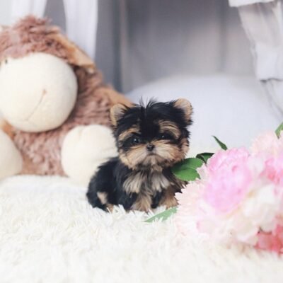 Chocolate Yorkie Puppies for Sale – Premier teacup Puppies