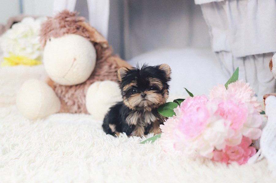 Chocolate Yorkie Puppies for Sale – Premier teacup Puppies