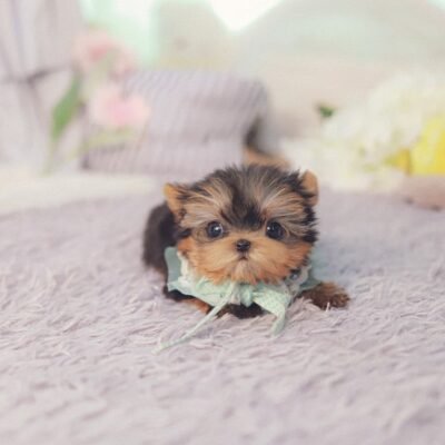 Yorkies for Sale – Premier teacup Puppies