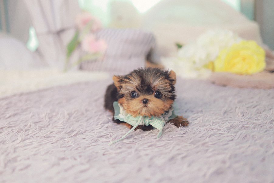 Yorkies for Sale – Premier teacup Puppies