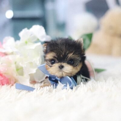Teacup Yorkie for Sale – Premier teacup Puppies
