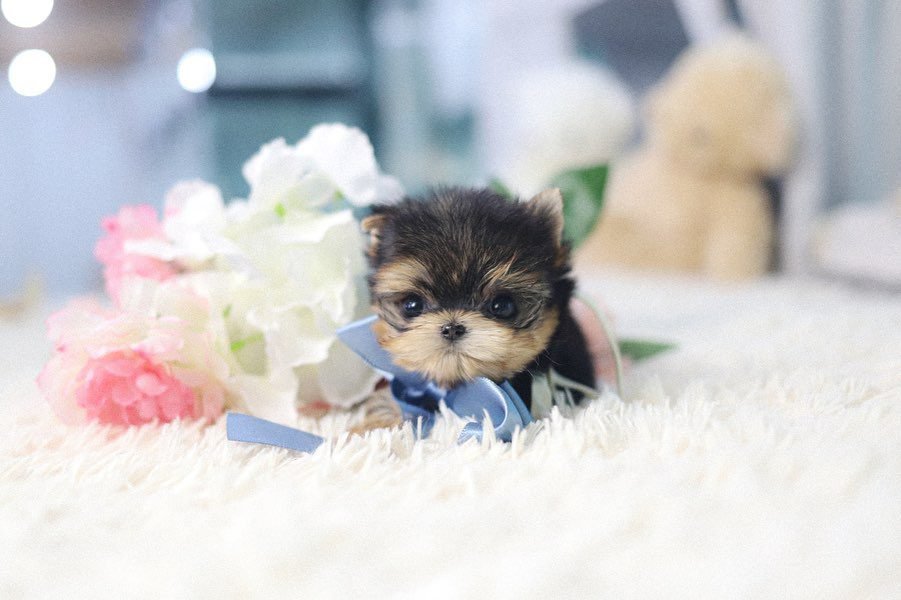 Teacup Yorkie for Sale – Premier teacup Puppies