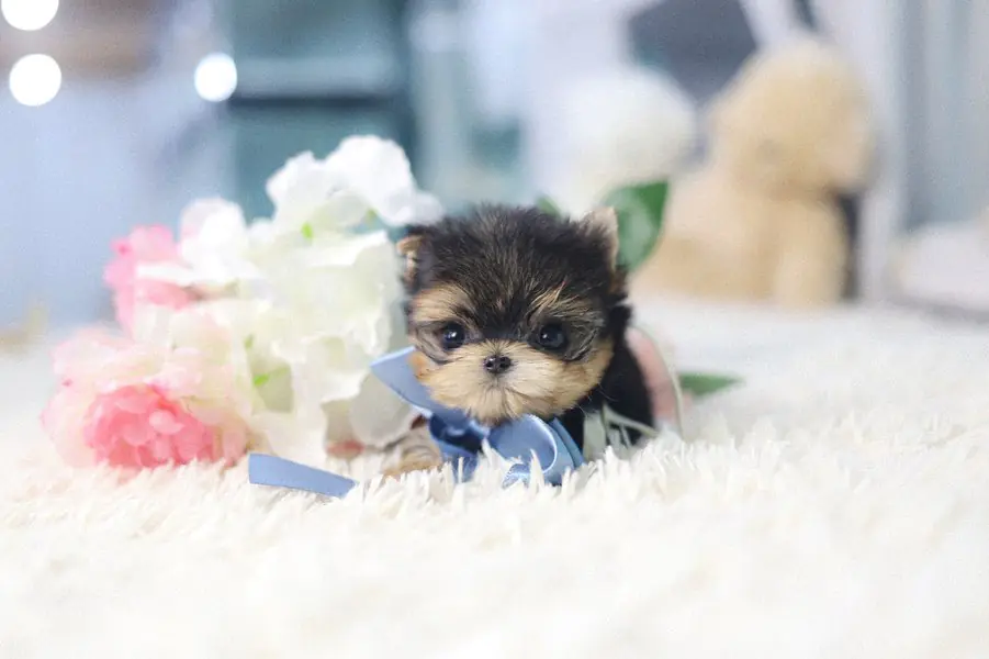 Teacup Yorkie for Sale – Premier teacup Puppies