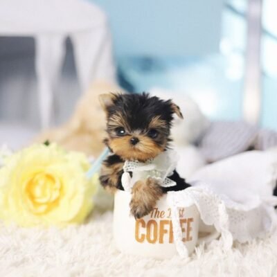 Parti Yorkie Puppies for Sale | Premier teacup Puppies