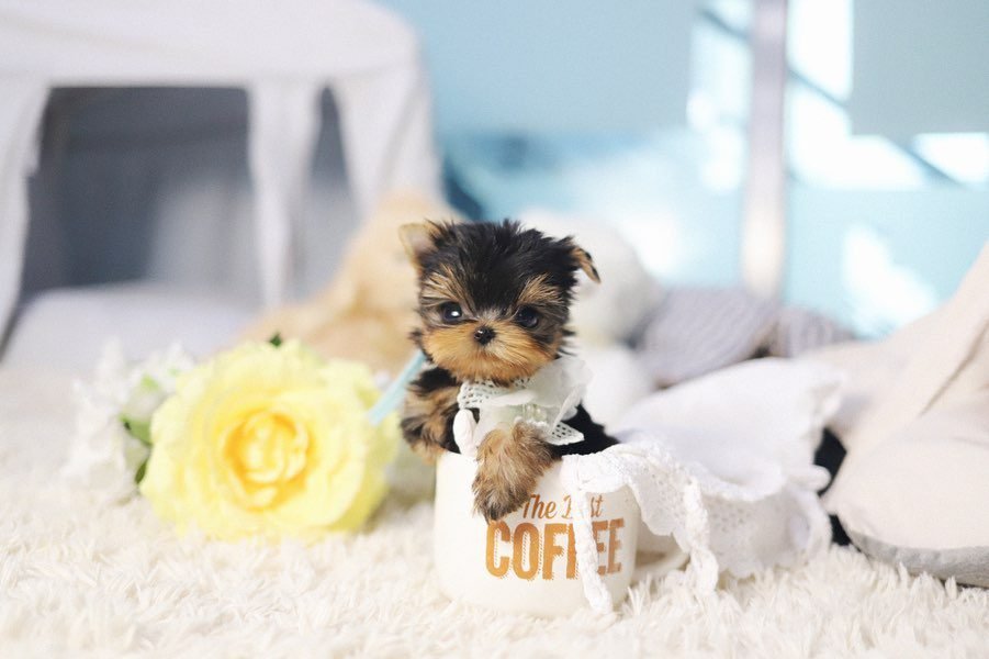 Parti Yorkie Puppies for Sale | Premier teacup Puppies
