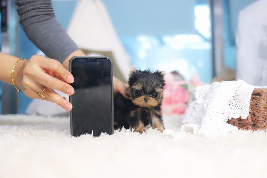 Affordable Teacup Yorkie for Sale Near me Under $300