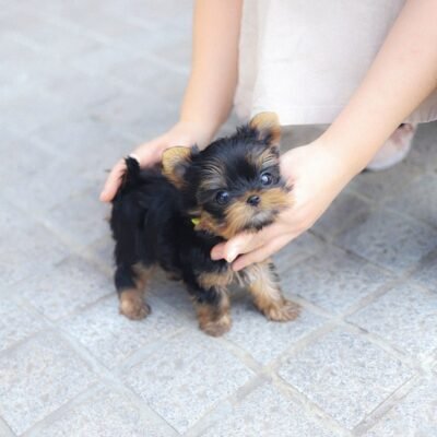 Tea cups Yorkies for Sale – Premier teacup Puppies