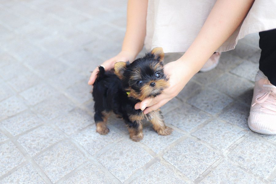 Tea cups Yorkies for Sale – Premier teacup Puppies