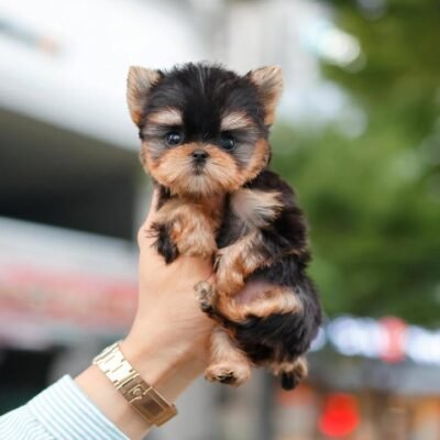 Teacup Yorkies Near Me – Premier teacup Puppies