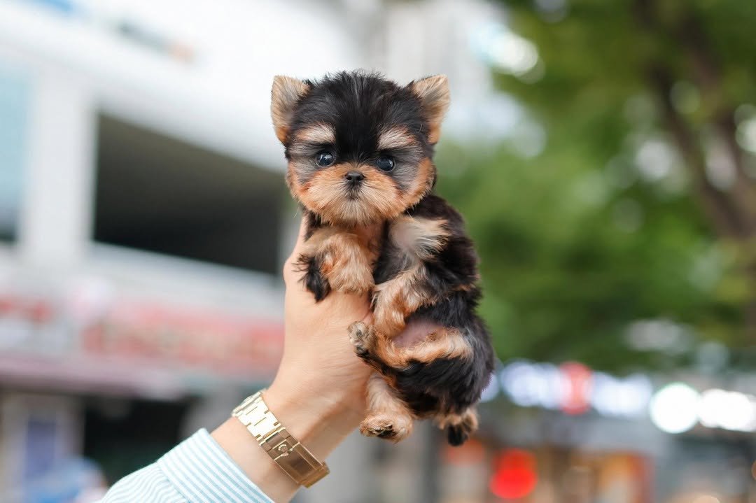 Teacup Yorkies Near Me – Premier teacup Puppies