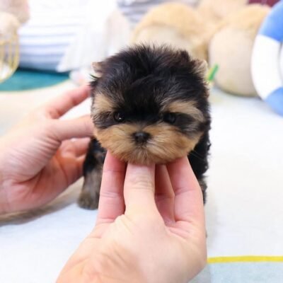 Mini Teacup Yorkie Puppies for Sale | Premier teacup Puppies