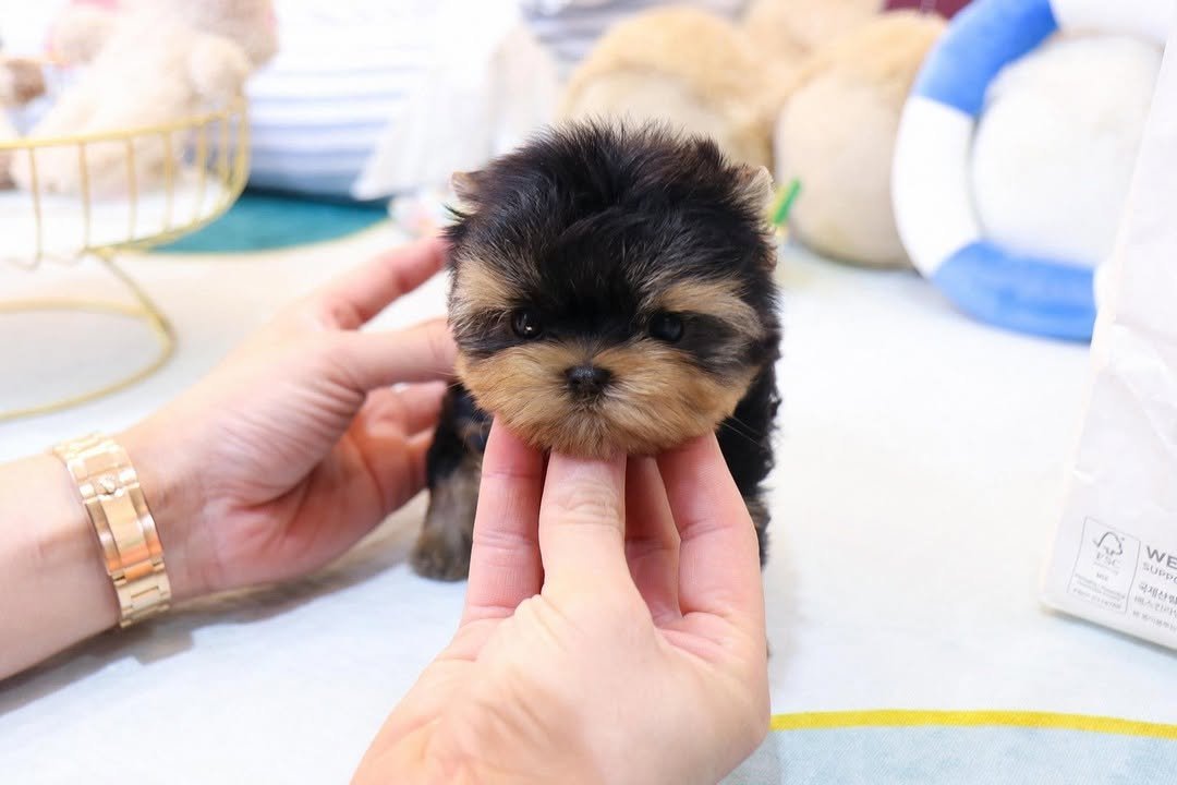 Mini Teacup Yorkie Puppies for Sale | Premier teacup Puppies