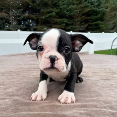 Boston Terrier puppies for sale under $500 near me