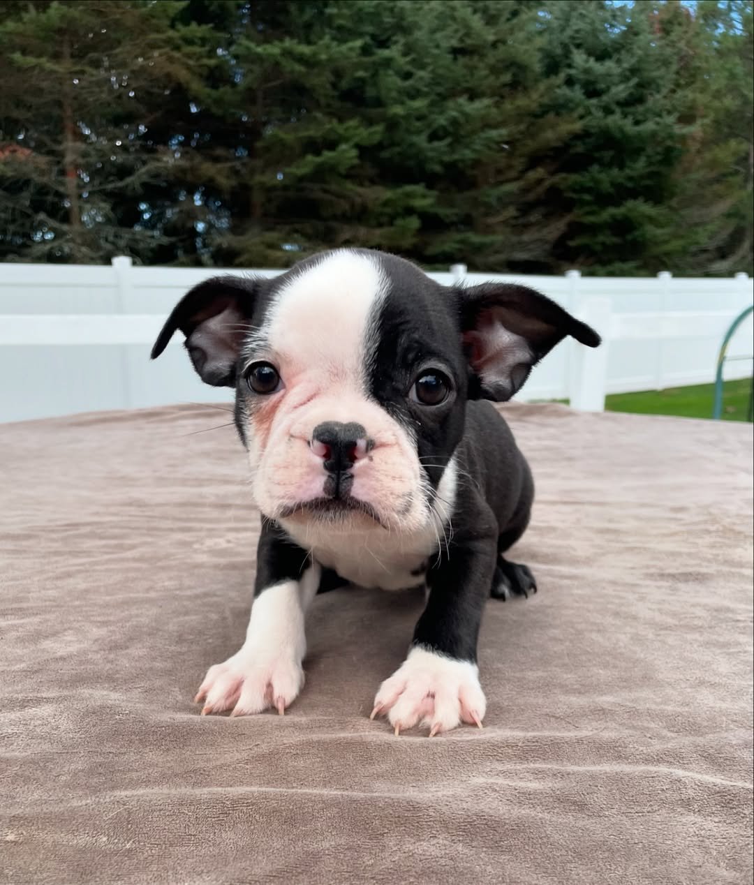 Boston Terrier puppies for sale under $500 near me