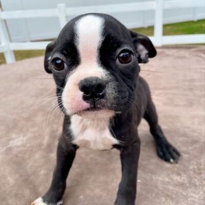 Boston Terrier puppies near me for sale – Premier teacup Puppies