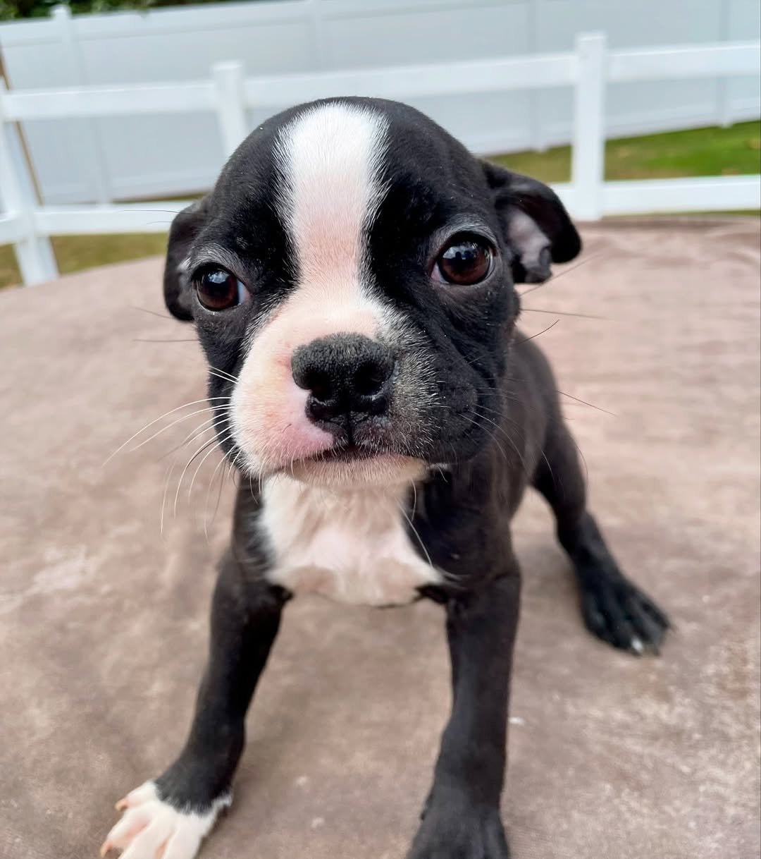 Boston Terrier puppies near me for sale – Premier teacup Puppies