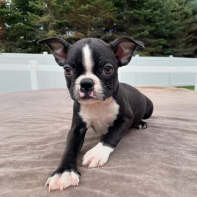 Boston Terrier Puppies NC – Premier teacup Puppies