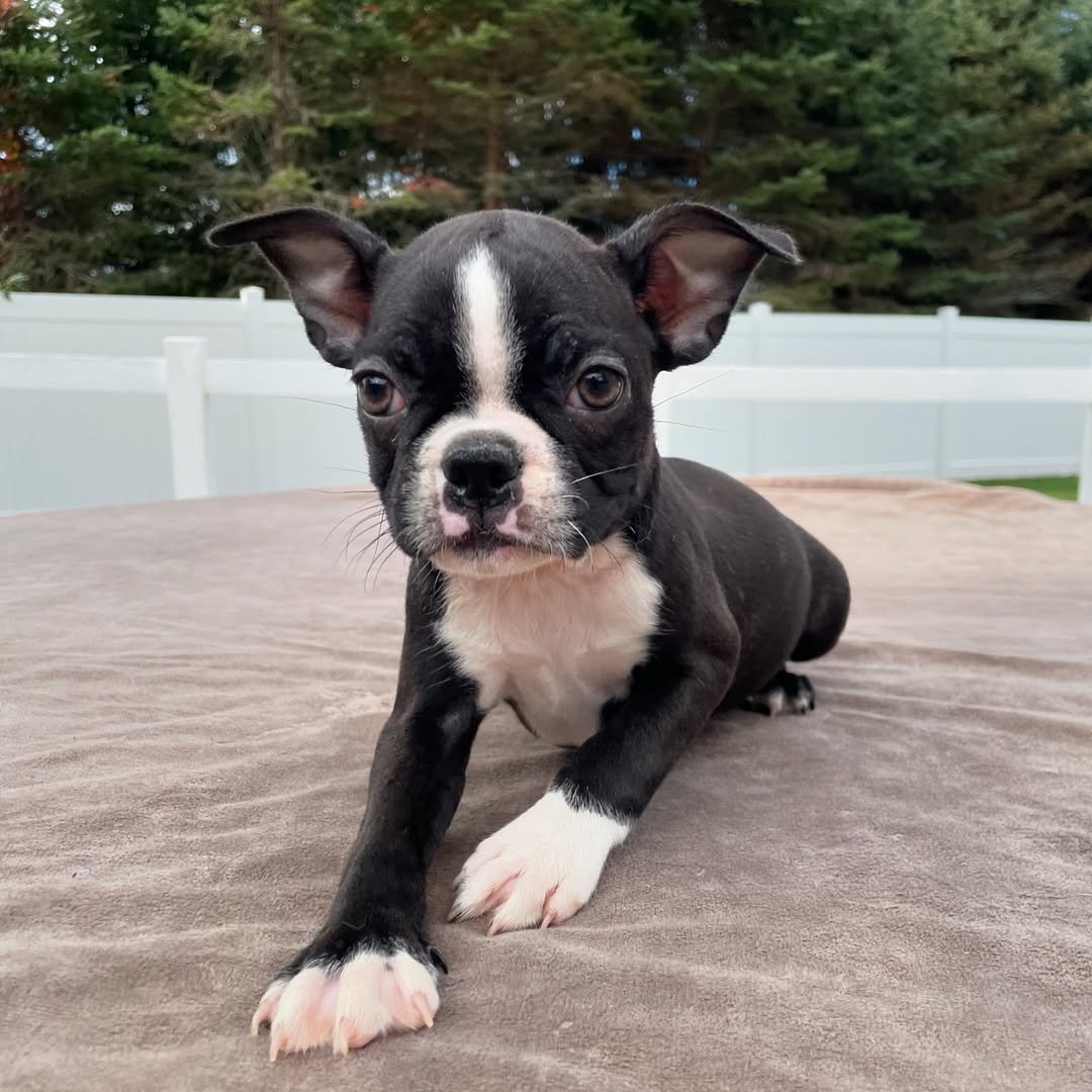 Boston Terrier Puppies NC – Premier teacup Puppies