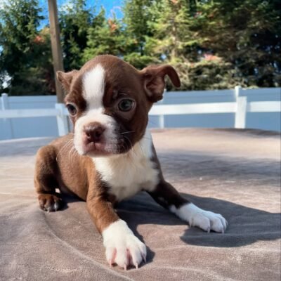 Boston Terrier Puppies for Sale Under $300 – Premium Teacup Pup