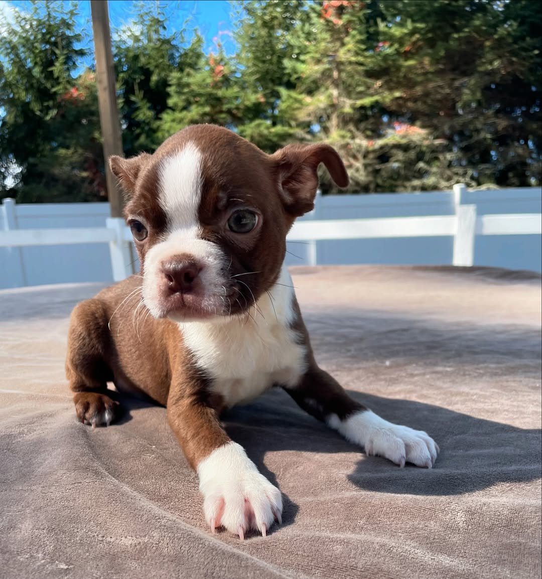 Boston Terrier Puppies for Sale Under $300 – Premium Teacup Pup