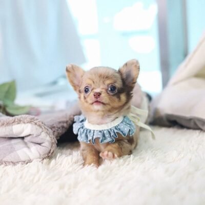 Tiny Tea Cup Chihuahua for sale at Premier teacup Puppies