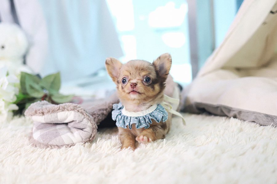 Tiny Tea Cup Chihuahua for sale at Premier teacup Puppies