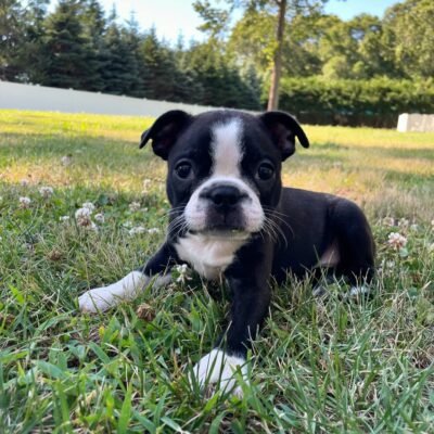 Boston Terrier Puppies Massachusetts – Premier teacup Puppies