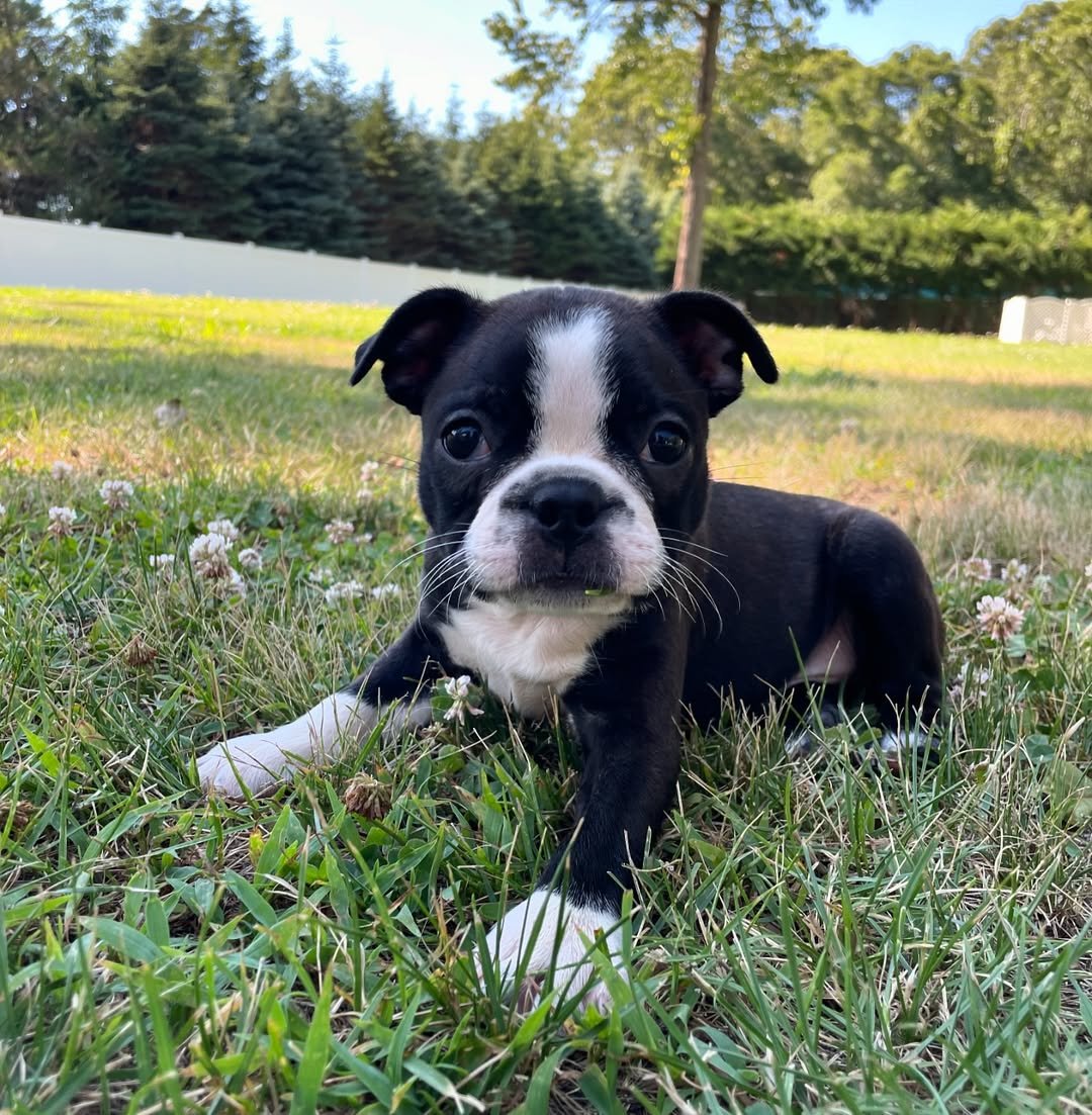 Boston Terrier Puppies Massachusetts – Premier teacup Puppies
