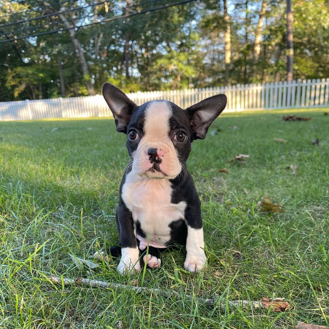 Boston Terrier Puppies for Sale in Florida – Premier teacup Puppies