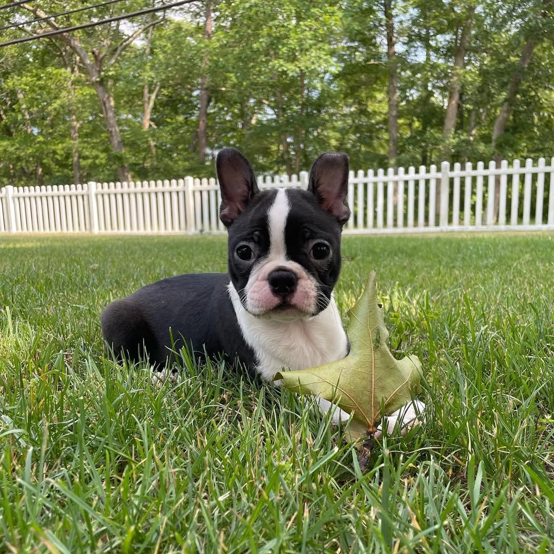 Boston Terrier puppies for sale