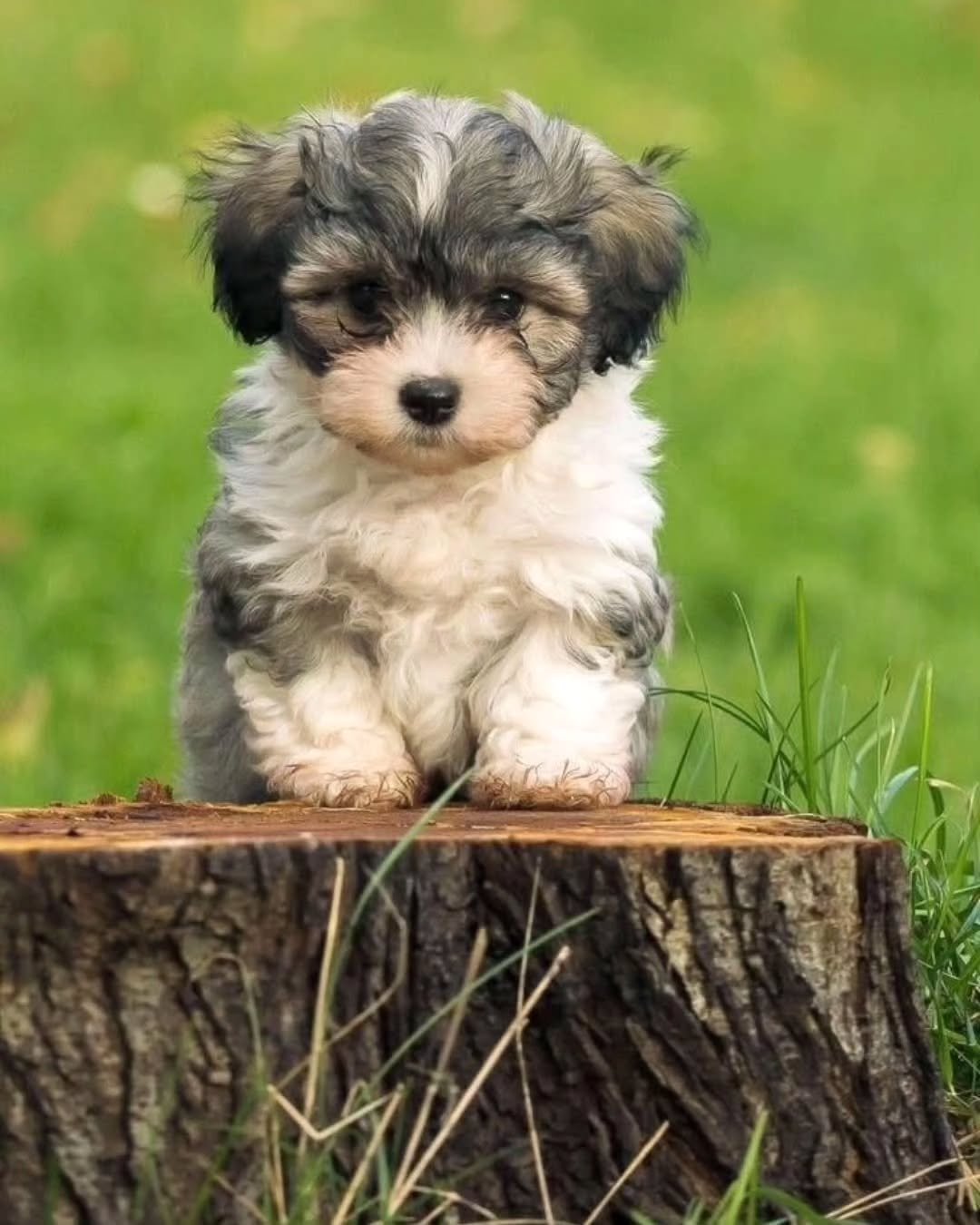 Teacup Havanese Puppies for sale