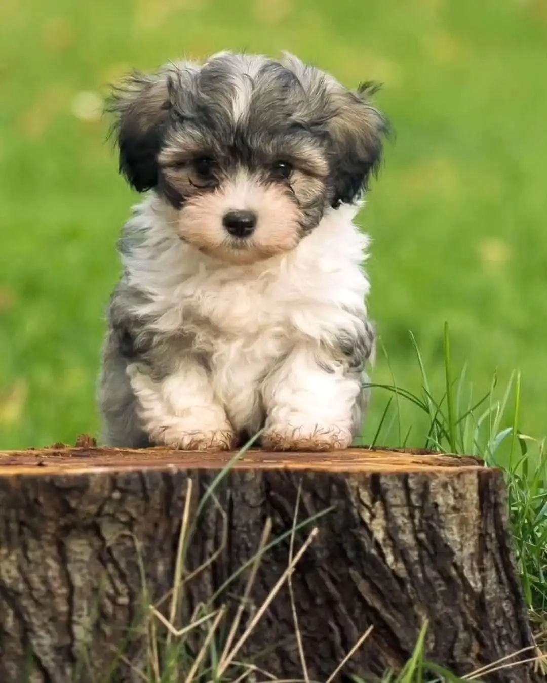 Teacup Havanese Puppies for sale Teacup Havanese Puppies for sale