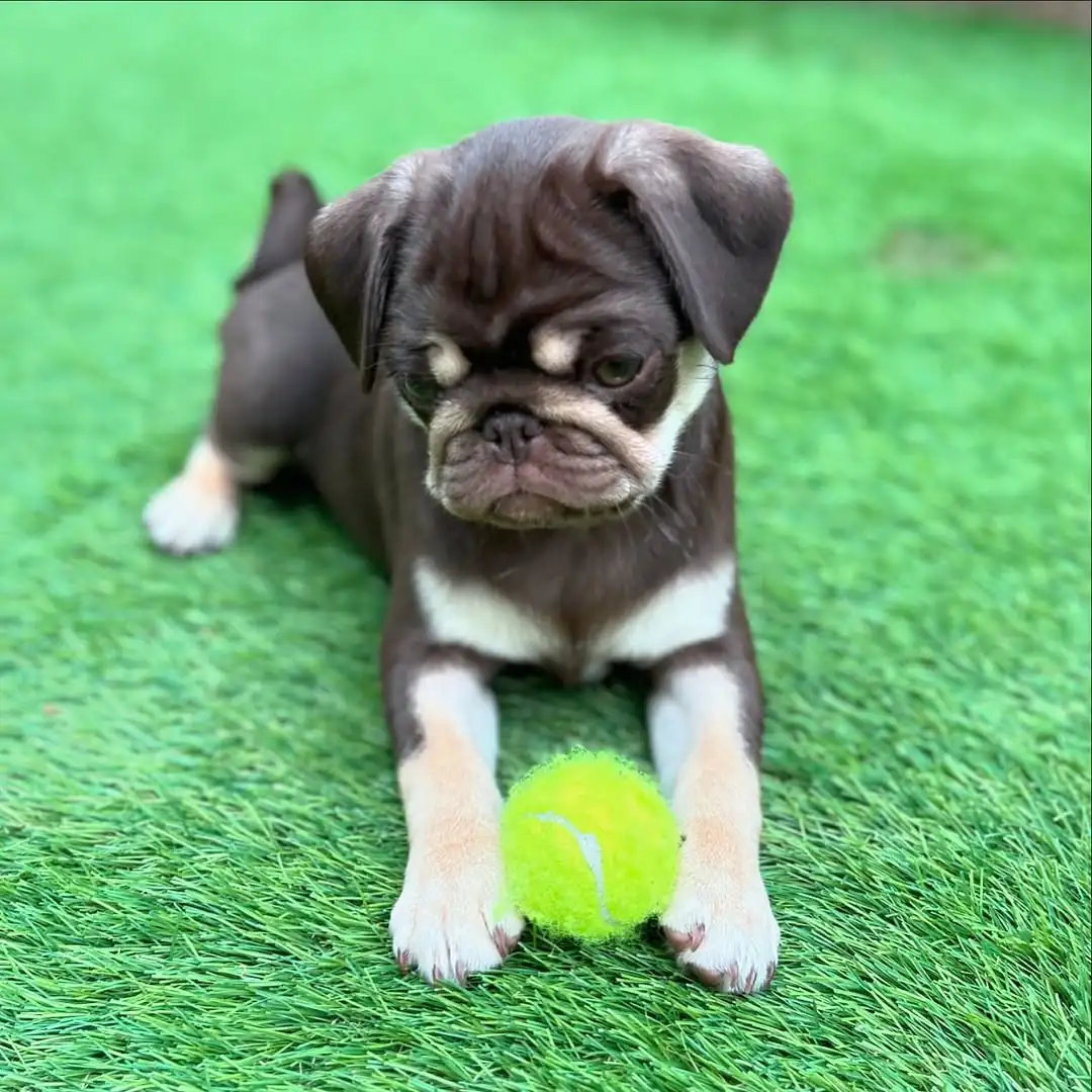 Teacup Pug Puppies for sale Teacup Pug Puppies for sale