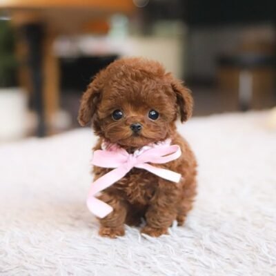 Toy Poodles for Sale in NY | Premier teacup Puppies