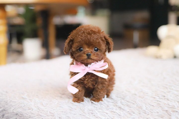 Toy Poodles for Sale in NY | Premier teacup Puppies