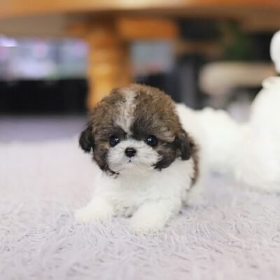 Mini Poodle for Sale | Premier teacup Puppies