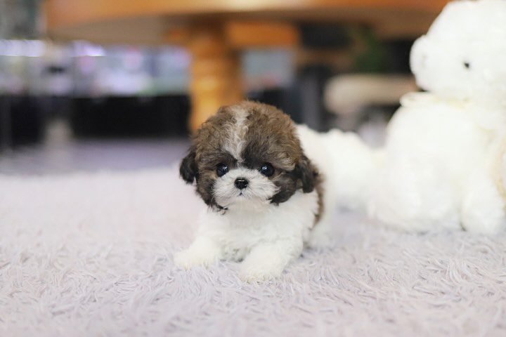 Mini Poodle for Sale | Premier teacup Puppies